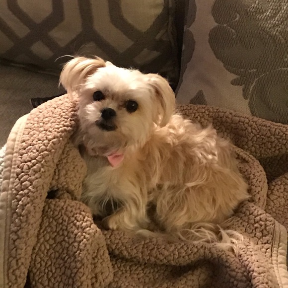 Meet your Posher, Lisa - Picture 1 of 1